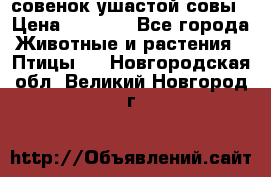 совенок ушастой совы › Цена ­ 5 000 - Все города Животные и растения » Птицы   . Новгородская обл.,Великий Новгород г.